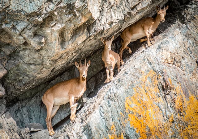 Дикая природа